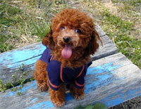 トイプードル子犬