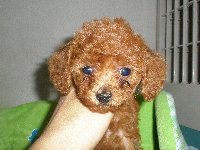 トイプードル子犬の写真