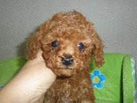 トイプードル子犬の写真