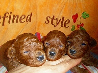 トイプードル子犬の写真