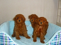 トイプードル子犬の写真