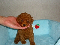 トイプードル子犬の写真