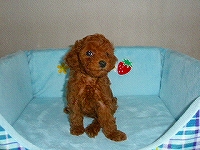 トイプードル子犬の写真