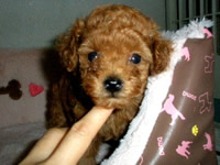 トイプードル子犬の写真