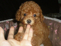 トイプードル子犬の写真 レッド