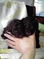 トイプードルブラックの子犬の写真