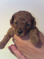 トイプードルレッドの子犬