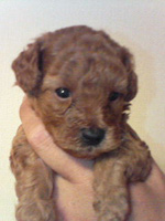 トイプードルレッドの子犬