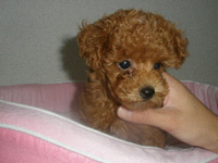 トイプードル子犬の写真