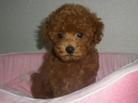 トイプードル子犬の写真