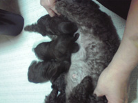 トイプードル子犬