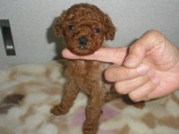 トイプードル子犬の写真