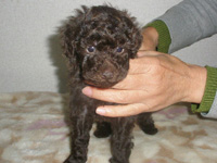 トイプードル子犬の写真 ブラウン