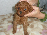 トイプードル子犬の写真