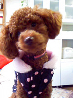 トイプードル子犬