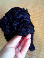 トイプードルブラック子犬の写真