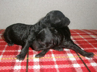 トイプードルシルバーのクレアが生んだ子犬