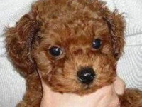 トイプードル子犬の写真 レッド