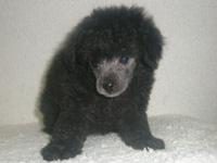 トイプードルシルバー子犬の写真