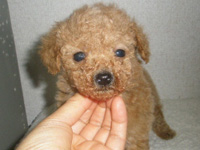 トイプードル子犬の写真