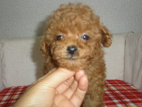 トイプードル子犬の写真