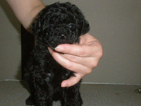 ブラウンプードルのメルモちゃんの子犬の写真