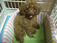Tカッププードルの子犬