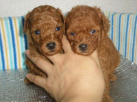 Tカッププードルのチョコ丸の子犬の写真