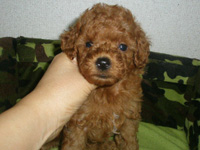 Tカッププードルのチョコ丸の子犬の写真