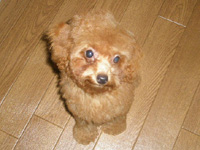 トイプードルのルカともん太の子犬の写真