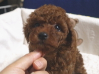 サリーの子供!