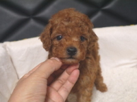 トイプードルシルバー子犬の写真