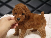 トイプードルシルバー子犬の写真