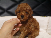 トイプードルシルバー子犬の写真