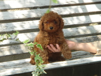 トイプードル子犬写真