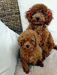 トイプードル子犬写真