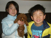トイプードル子犬写真