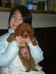 トイプードル子犬写真