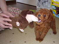 トイプードル子犬写真