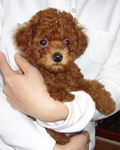 トイプードル子犬写真