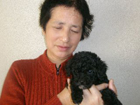 トイプードル子犬写真