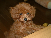 トイプードル子犬写真