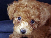 子犬写真