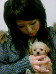 トイプードル子犬写真